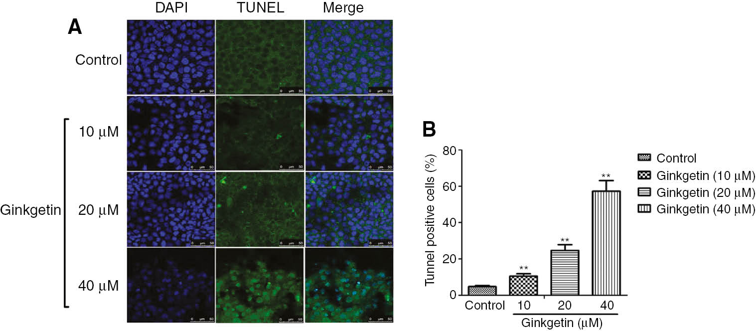 Figure 2: Effects of ginkgetin on the apoptosis of K562 cells.(A) Apoptosis of K562 cells was detected by DAPI/TUNEL staining. (B) Apoptosis rates are quantified and expressed as TUNEL-positive rates in K562 cells. The data are shown as mean±SD, n=3. **P<0.01 as compared to the control (0 μM).