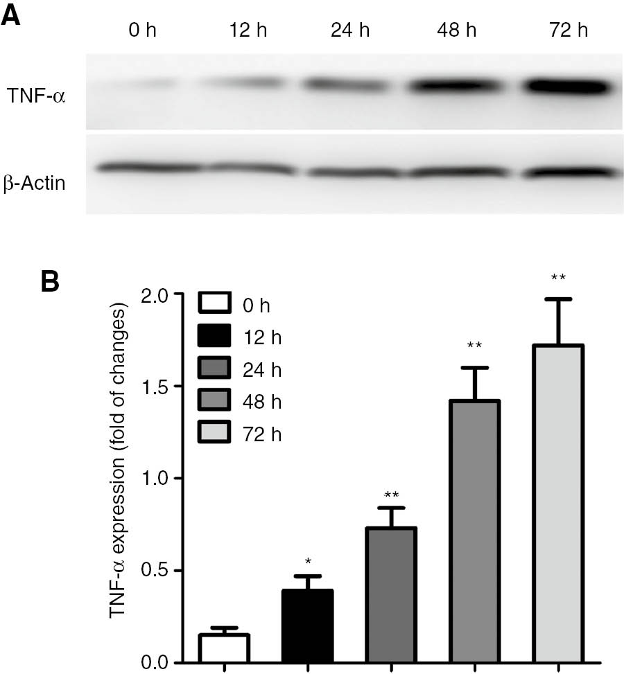 Figure 3: Effects of ginkgetin on the expression of TNF-α in K562 cells.(A) The levels of TNF-α in K562 cells were measured by Western blotting. (B) Treatment with ginkgetin obviously increased TNF-α levels in K562 cells. The data are shown as mean±SD, n=3. *P<0.05, **P<0.01 as compared to the 0 h.