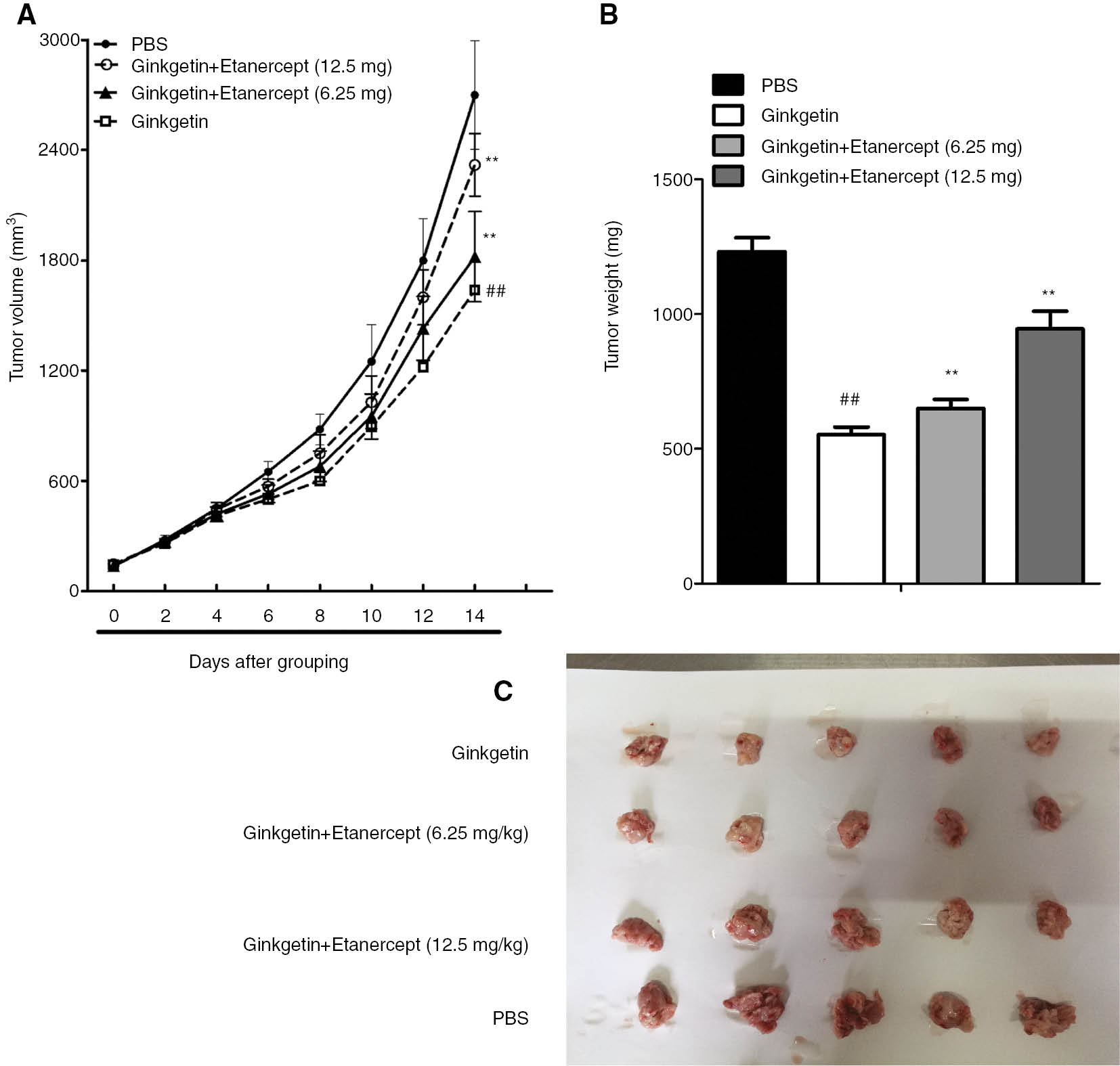 Figure 5: Effects of etanercept and ginkgetin on K562 growth in a xenograft mouse model.(A) Tumor volume. (B) Tumor weight. The mice implanted with K562 cells were treated with ginkgetin and etanercept. Tumors were removed at 2 weeks after drug administration. The images of tumor tissues are showed in (C). The data are shown as mean±SD, n=5. ##P<0.01 as compared to control (PBS); **P<0.01 as compared to ginkgetin (20 mg/kg).