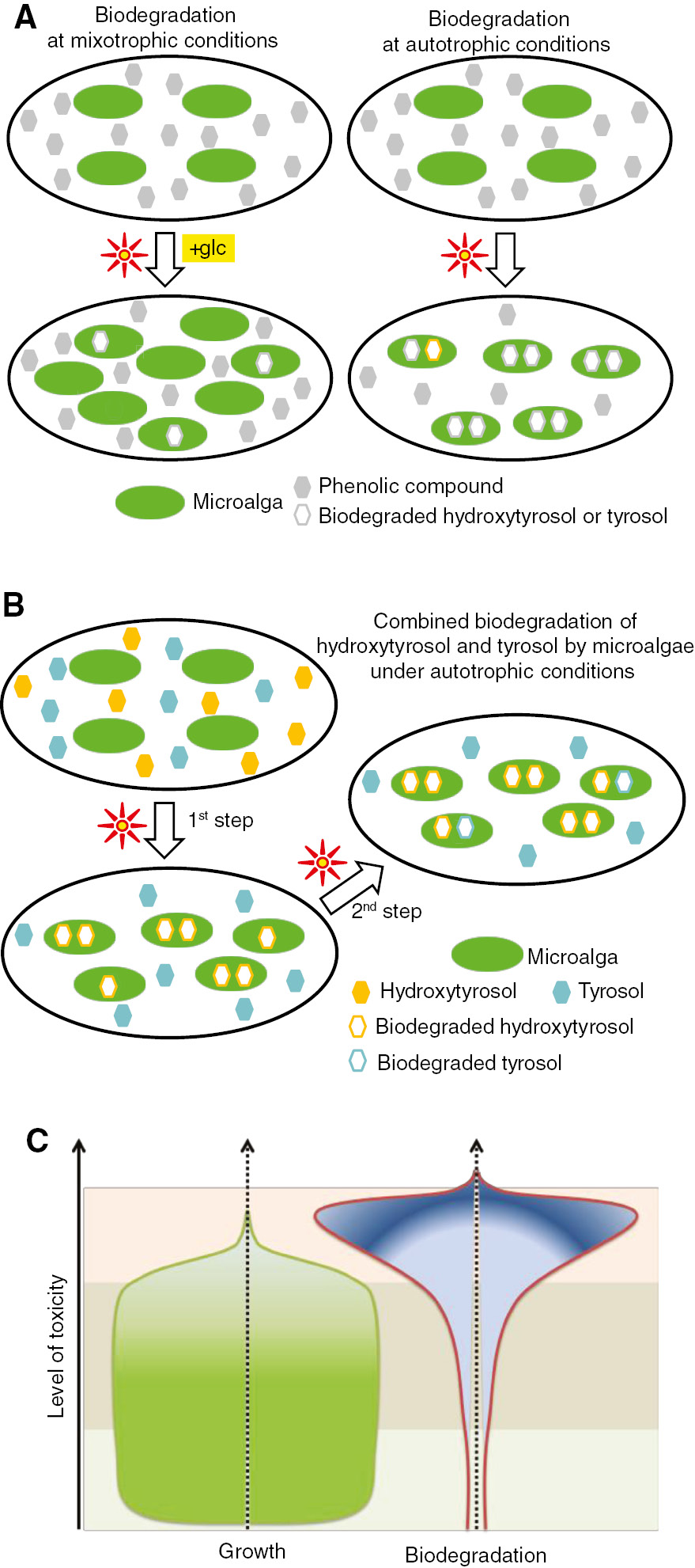 Figure 5: Simplified biodegradation models of microalgae. (A) Bioenergetic strategy of microalgae for the biodegradation of phenolic compounds under mixotrophic and autotrophic conditions. (B) Combined biodegradation of htrs and trs under autotrophic conditions. (C) Cellular energy management among biodegradation and growth under increasing toxicity levels. The three parallel zones (light green, gray, and pink) indicate different management of energy in relation to the concentration of phenolic compound (e.g. trs). The first zone (low concentrations of xenobiotics) represents the full development of the culture and very low biodegradation. In the third zone (high concentrations of xenobiotics), there is increased stress and all the energy reserves are invested into biodegradation, essentially stopping the growth. In the middle zone (relatively high concentrations of xenobiotics), high biodegradation can be observed at the expense of growth, unless a win-win situation for growth and biodegradation (such as in the present contribution) is possible.