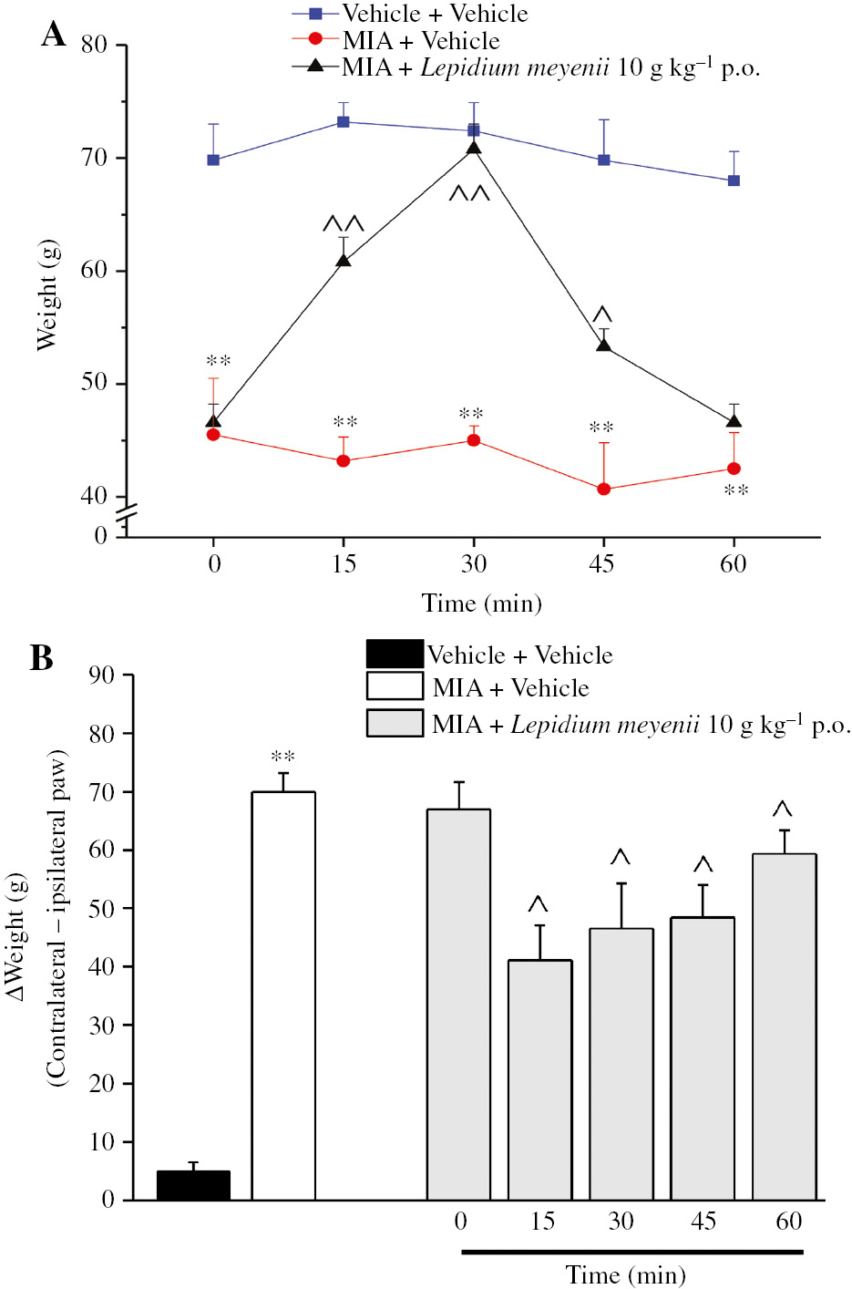 Figure 1: Articular pain.On day 14 after MIA injection, L. meyenii extract (10 g kg−1) was p.o. administered and pain threshold was evaluated over time. (A) Response to a noxious mechanical stimulus evaluated by paw pressure test on the ipsilateral paw. (B) Hind limb weight-bearing alterations were measured by incapacitance test. n=10; *P<0.01 versus vehicle+vehicle-treated rats; ^P<0.05 and ^^P<0.01 versus MIA+vehicle-treated rats.
