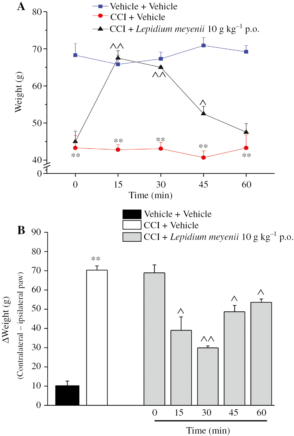 Figure 2: CCI-induced neuropathic pain.On day 14 after nerve surgery, L. meyenii extract (10 g kg−1) was p.o. administered and pain threshold was evaluated over time. (A) Response to a noxious mechanical stimulus evaluated by paw pressure test on the ipsilateral paw. (B) Hind limb weight-bearing alterations were measured by incapacitance test 14 days after surgery. n=10; **P<0.01 versus vehicle+vehicle-treated rats; ^P<0.05 and ^^P<0.01 versus CCI+vehicle-treated rats.