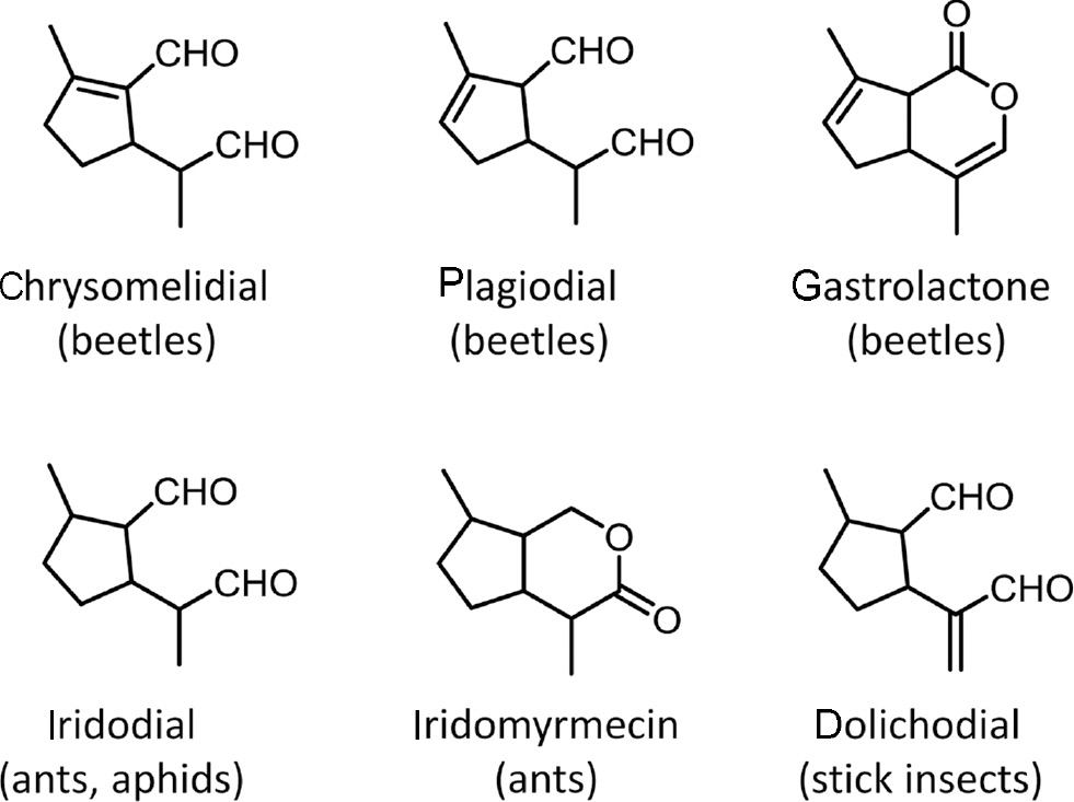 Figure 1: Iridoid defense molecules identified from insects (according to Kunert et al. [39] and Weibel et al. [40]).
