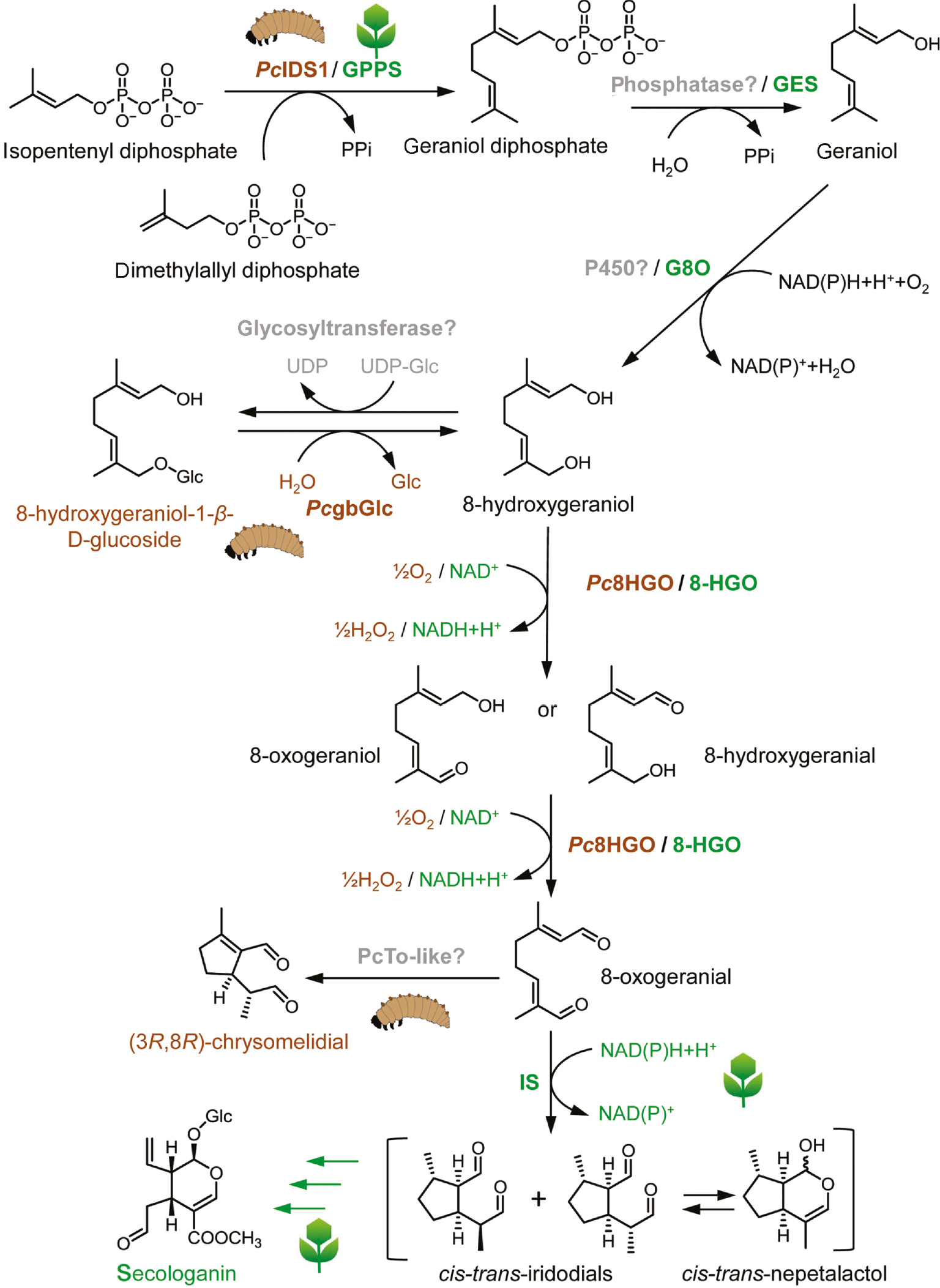Figure 2: Comparative illustration of key steps in the iridoid/secoidoid biosynthesis from mustard leaf beetle, P. cochleariae (Pc), and Madagascar periwinkle, C. roseus. GPPS, geranyl diphosphate synthase; GES, geraniol synthase; G8O, geraniol 8-oxidase; 8-HGO, 8-hydroxygeraniol oxidoreductase; IS, iridoid synthase; PcIDS1, isoprenyl diphosphate synthase; PcgbGlc, glandular β-glucosidase; Pc8HGO, 8-hydroxy geraniol oxidoreductase (GMC superfamily); PcTo-like, takeout-like protein.