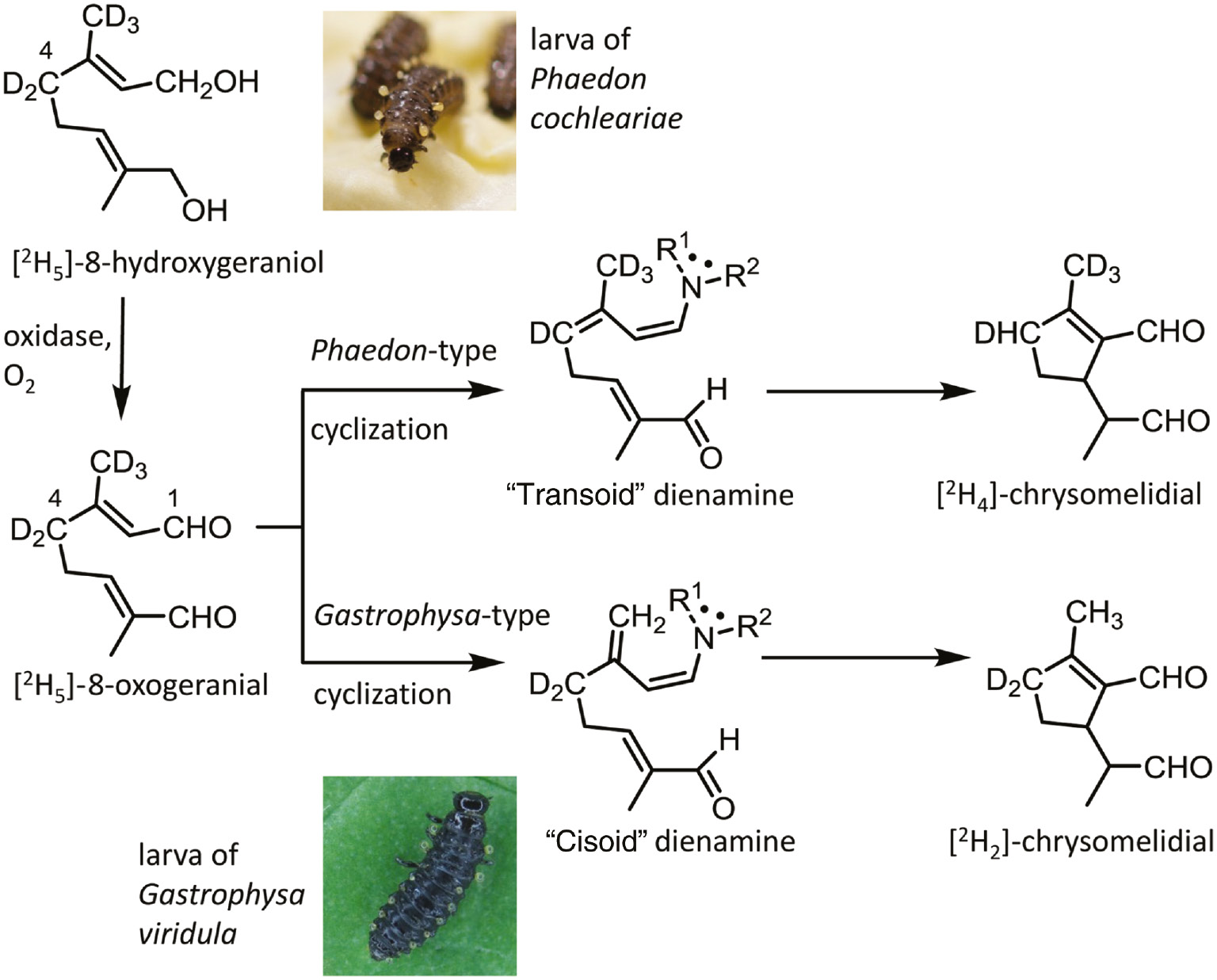 Figure 3: Metabolism of [2H5]-8-hydroxygeraniol toward chrysomelidial in different leaf beetle larvae. The proposed mechanism for iridoid cyclization includes the formation of a dienamine. The dienamine intermediate is “transoid” for Phaedon and “cisoid” for Gastrophysa (adapted from Kunert et al. [39]).