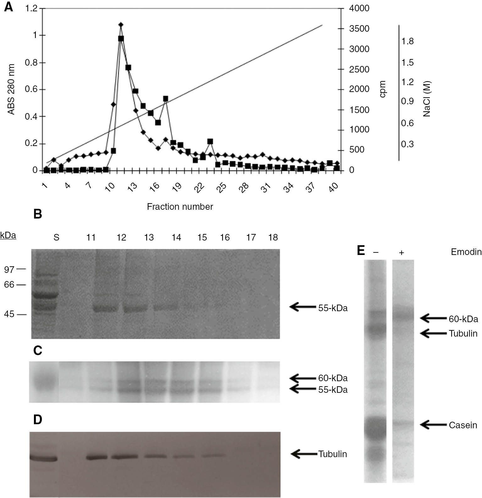 Figure 4: DEAE-Sepharose chromatography. The soluble fraction from T. equiperdum parasites extracted in the presence of 10 mM EDTA and 10 mM EGTA was applied to a DEAE-Sepharose column and after extensive washing the proteins were eluted with a linear gradient from 0 to 2 M NaCl. (A) Fractions were collected and spectrophotometrically assayed for protein (■). Endogenous protein kinase (♦) activity was determined by liquid-scintillation counting after spotting aliquots of the reaction mixtures on P81 phosphocellulose filters. Also shown is the eluting salt concentration of the resulting fractions. (B) Aliquots of the column starting material (S) and eluted fractions 11–18 were analyzed by SDS-PAGE followed by Coomassie Blue staining. Identical aliquots were analyzed using either an in vitro phosphorylation assay in the presence of [γ-32P] ATP and the radioactively labeled gel was dried and subjected to autoradiography (C), or by immunoblot using a mixture of anti-α and anti-β tubulin antibodies (D). (E) Fractions containing the co-eluting tubulin and protein kinase responsible for its phosphorylation were combined and kinase-assayed without (–) or with (+) emodin, in the presence of casein as an exogenous substrate. Shown is an autoradiograph.