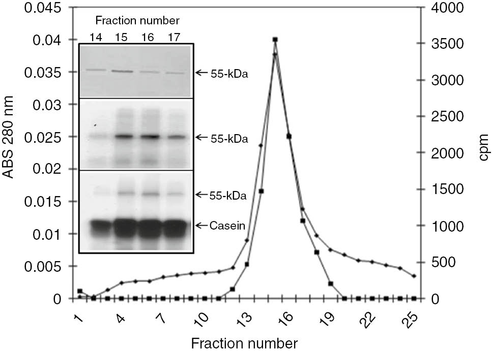Figure 5: Sephacryl S-300 gel filtration chromatography. The tubulin and tubulin kinase-enriched fractions from the DEAE-Sepharose column were concentrated and subjected to size-exclusion chromatography on a Sephacryl S-300 column. Fractions were collected and assayed for protein (■) and endogenous protein kinase (♦). Inset: Protein staining using Coomassie Blue (top), autoradiography of the phosphorylated fractions (middle) and casein kinase activity visualized by autoradiography (bottom).