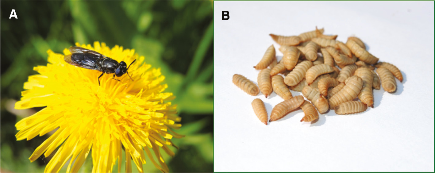 Figure 1: Hermetia illucens, the black soldier fly. (A) adult fly, (B) adult larvae shortly before pupation. [photographs: Hluschi & Gutzeit].