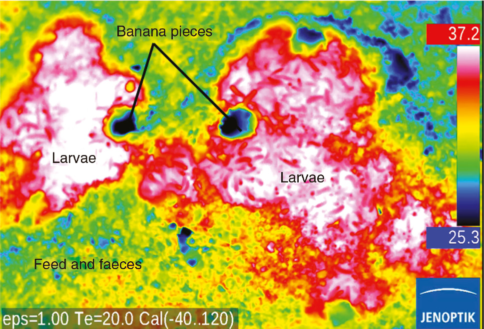 Figure 3: Thermographic documentation of the temperature distribution in larval mass cultures fed with banana pieces. The temperature within the groups of larvae can exceed 45°C. (Photograph: Mueller 2016; VarioCAM® HD research 980 kindly provided by InfraTec GmbH.)