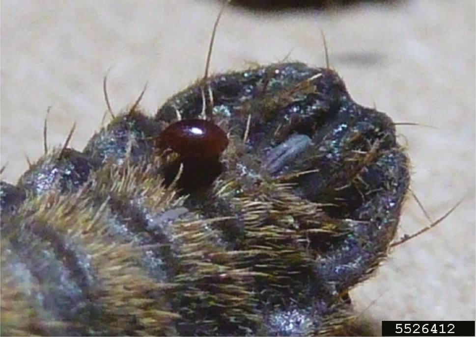 Figure 5: Red mite on a black soldier fly larva breeding in a vermicomposting bin. Picture by Marilyn Sallee; picture number 5526412.