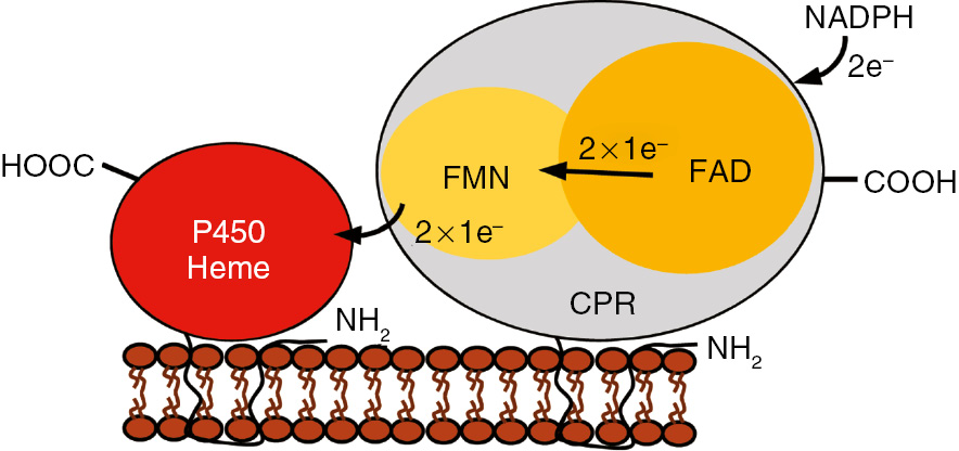 Figure 1: Schematic representation of the P450-redox partner interaction. P450, cytochrome P450 monooxygenase; CPR, cytochrome P450 reductase; FAD, flavin adenine dinucleotide; FMN, flavin mononucleotide; NADPH, reduced nicotinamide adenine dinucleotide phosphate.