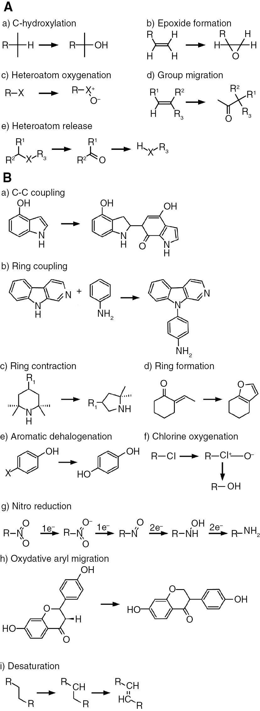 Figure 2: (A) Common and (B) uncommon reactions catalyzed by cytochrome P450 monooxygenases [16].