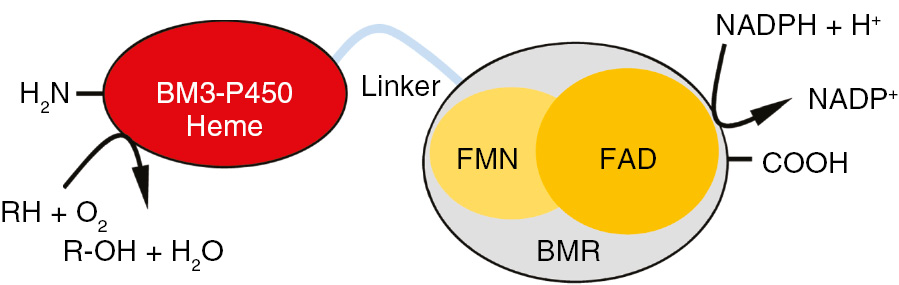 Figure 3: Schematic representation of the natural P450-redox partner fusion enzyme BM3. BMR, Bacillus megaterium reductase domain; P450, cytochrome P450 monooxygenase domain; FAD, flavin adenine dinucleotide; FMN, flavin mononucleotide; NADP+ and NADPH, oxidized and reduced nicotinamide adenine dinucleotide phosphate, respectively.