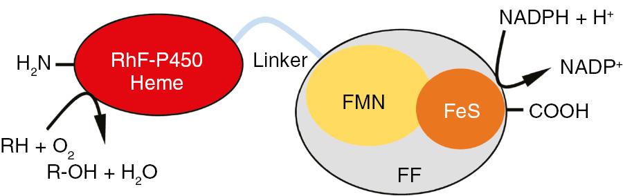 Figure 4: Schematic representation of the natural P450-redox partner fusion enzyme RhF. FF, FMN-FeS didomain.