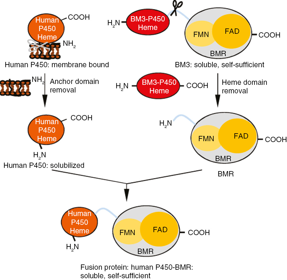 Figure 5: Schematic representation of the “Molecular Lego” principle for the construction of soluble, self-sufficient human P450-BMR fusion enzymes [32].