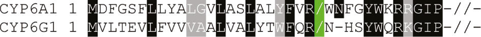 Figure 6: N-terminal sequence alignment of the CYP6A1 and CYP6G1 proteins. The slashes highlighted in green indicate the start of the truncated sequences after removal of the membrane anchor domain. Black outline represents identity between residues. Gray outline represents similarity between residues.