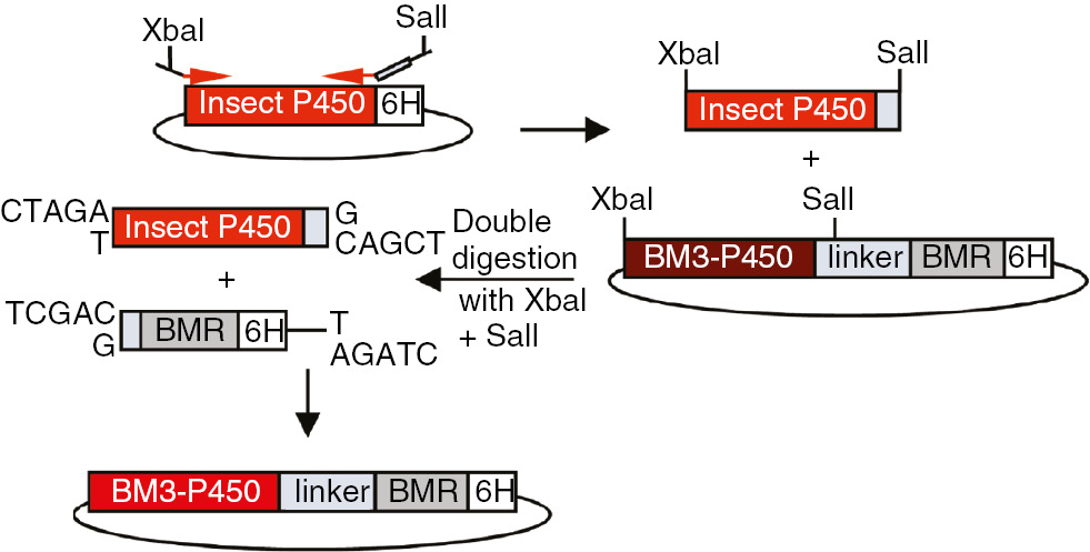 Figure 7: Cloning strategy used to construct the insect P450-BMR fusion enzymes. 6H, polyhistidine tag.