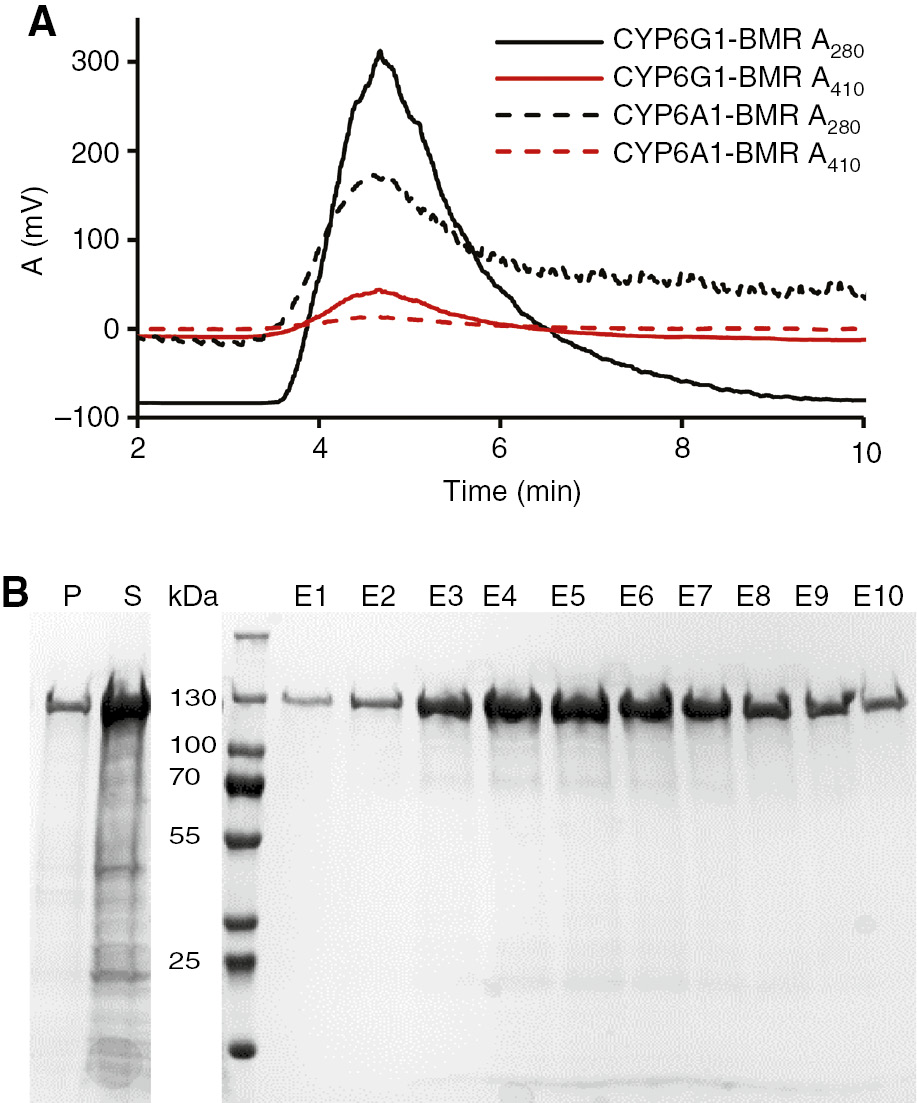 Figure 8: Purification of CYP6G1-BMR and CYP6A1-BMR. (A) IMAC elution profile of CYP6G1-BMR and CYP6A1-BMR monitored at 280 nm and 410 nm. (B) SDS-PAGE analysis of purified CYP6G1-BMR. P, pellet after sonication and centrifugation; S, supernatant after sonication and centrifugation; 1–10, elution fractions. The dominant band migrating at 120 kDa in lanes 1–10 corresponds to the CYP6G1-BMR fusion protein.