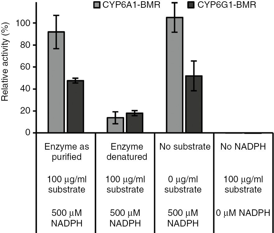 Figure 9: BMR activity assay. NADPH turnover of CYP6A1-BMR (162 μg/ml) and CYP6G1-BMR (78 μg/ml) with aldrin (CYP6A1-BMR) or imidacloprid (CYP6G1-BMR) as substrates.