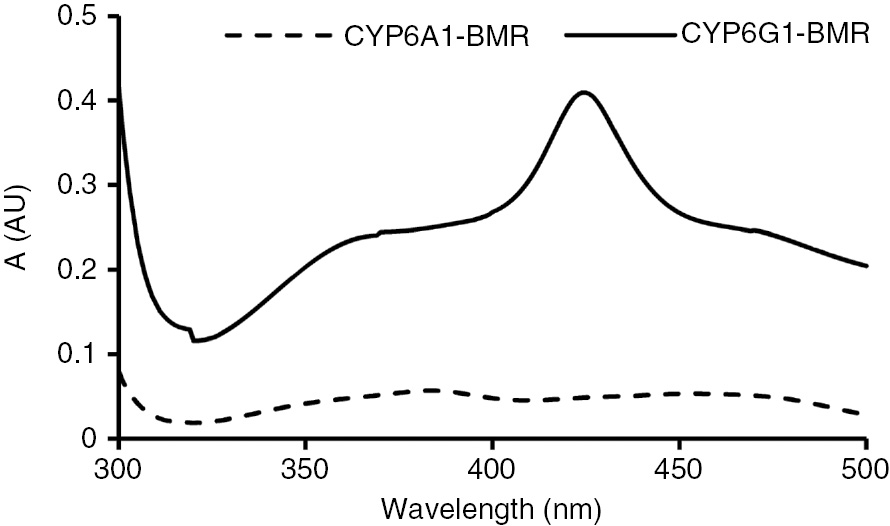 Figure 10: Absorbance spectra of purified BM3-CYP6A1 and BM3-CYP6G1 (300–500 nm). The peak at 420 nm indicates the presence of the heme group in the P450 domain of CYP6G1-BMR.