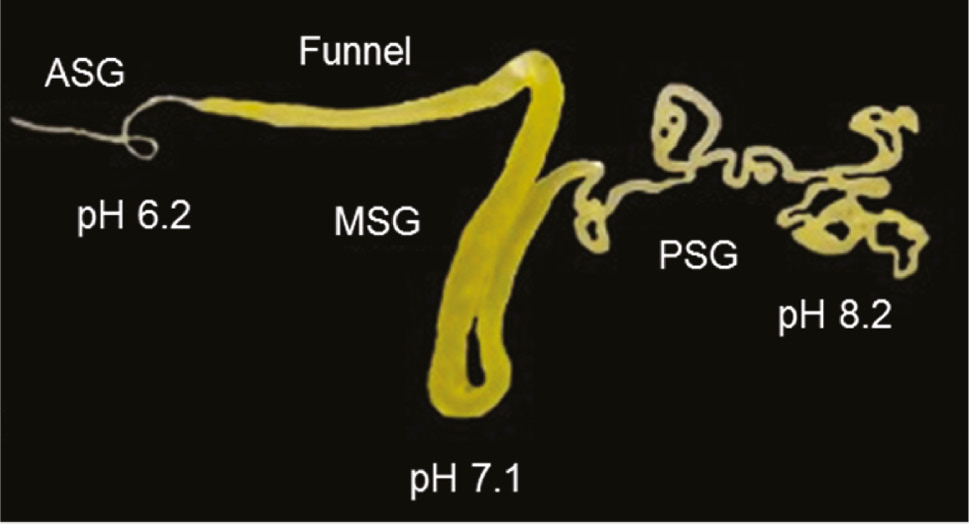 Figure 1: Silk gland of B. mori. pH values are indicated in different parts of the silk gland.ASG, anterior silk gland; MSG, middle silk gland; PSG, posterior silk gland. Reprinted and adapted from [13] under Creative Common Licence.