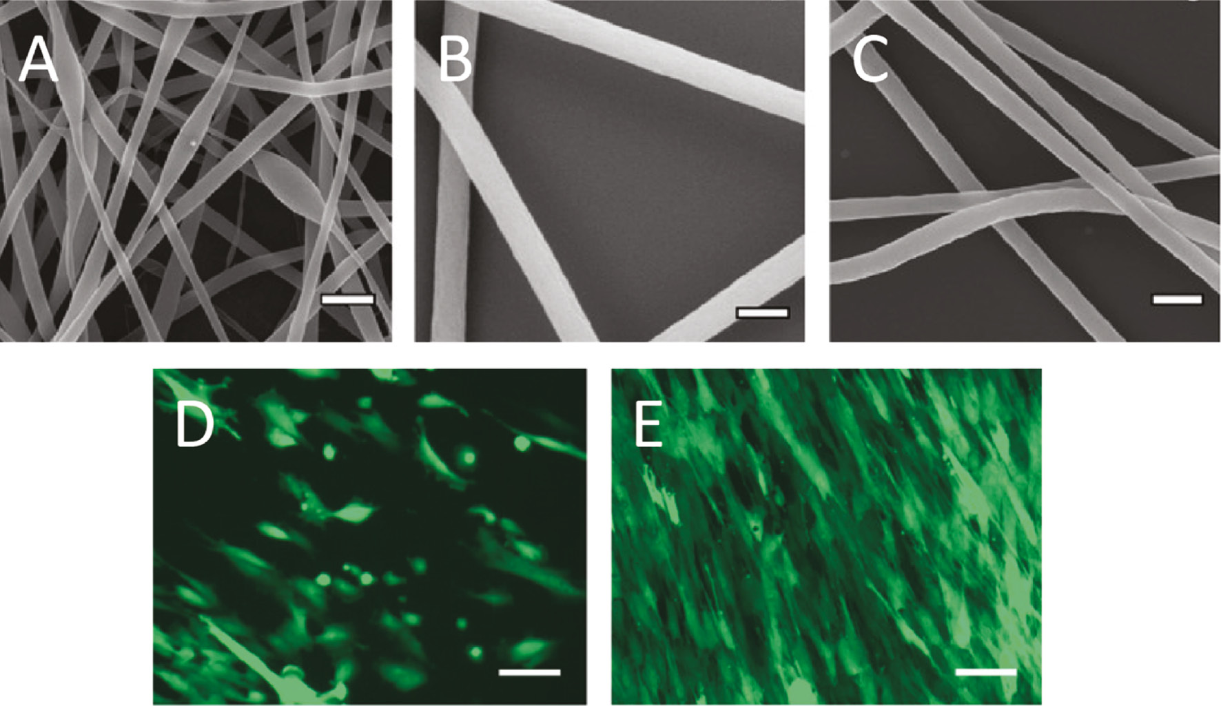 Figure 5: Electrospun fibres made of recombinant honeybee silk and cells cultured on mats made thereof.(A)–(C) Scanning electron microscopy (SEM) images of fibres from 12.5% AmelF3 protein solutions complemented with (A) 0.4%, (B) 0.67%, and (C) 1% PEO. Scale bars: 500 nm. (D)–(E) Fluorescent images of GFP-expressing fibroblasts grown on electrospun fibre mats for (D) 1 day and (E) 7 days. Scale bars: 100 μm. Reprinted and adapted with permission from [78].