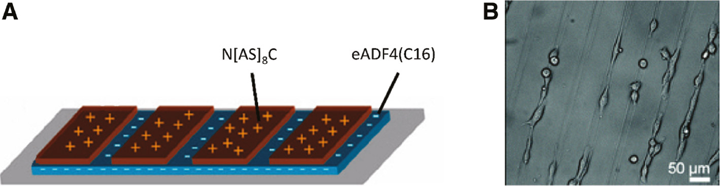 Figure 7: Structured films of recombinant lacewing silk protein N[AS]8C and spider silk protein eADF4(C16).(A) Scheme depicting the negatively charged eADF4(C16) film as a ground layer for the positively charged N[AS]8C ridges. (B) Light microscopic image of BALB/3T3 fibroblasts cultivated on structured films for 48 h showing mainly aligned orientation along the grooves. Reprinted and adapted with permission from [90].