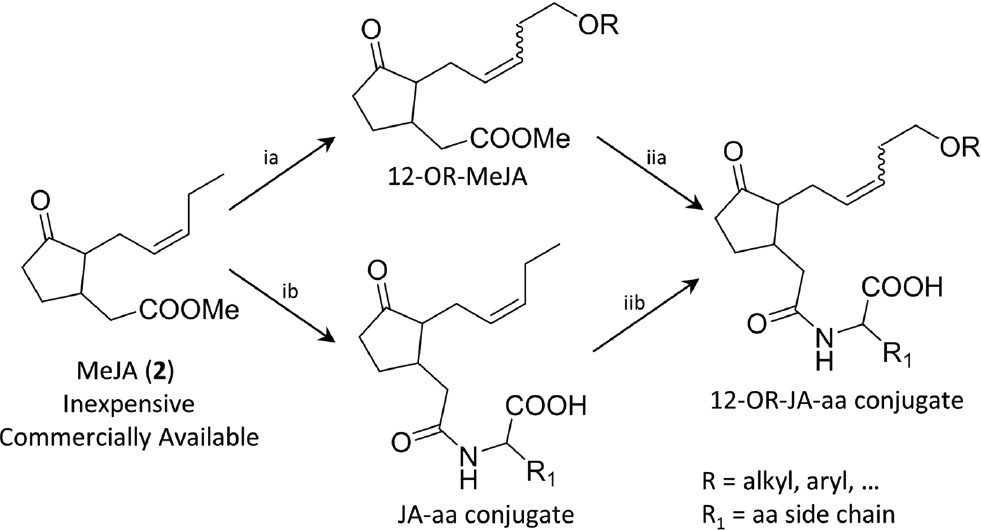 Scheme 2: Alternative routes to 12-modified jasmonates via CM metathesis.(ia, iib) CM of 2 with different terminal alkenes; (ib, iia) saponification/conjugation to selected amino acids (aa).