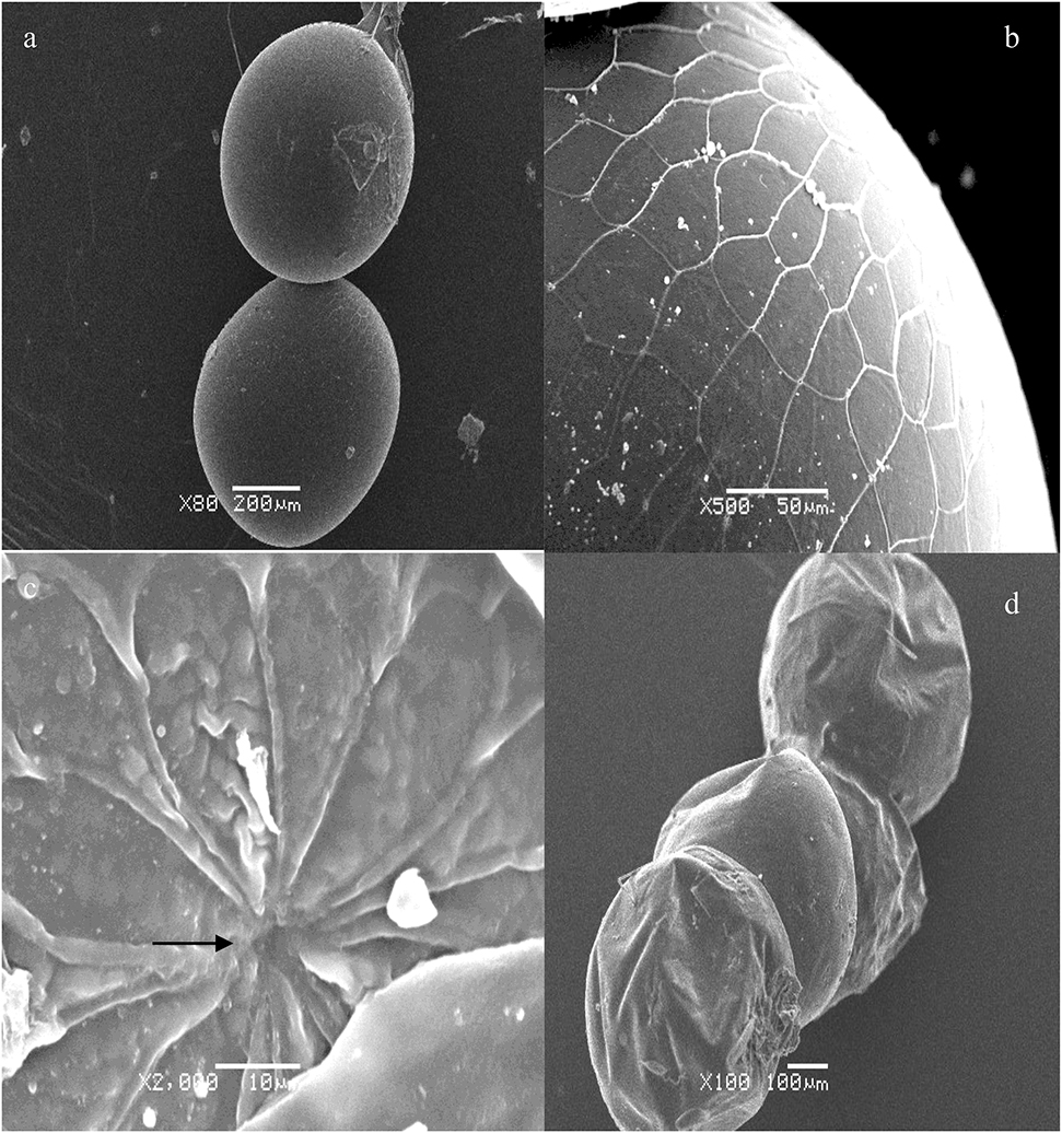 Figure 3: The microscopic structures of the eggshell of M. separata. Control egg (a, b and c); treated egg (d). The black arrow (Figure 3c) indicates the micropyle of M. separata egg.
