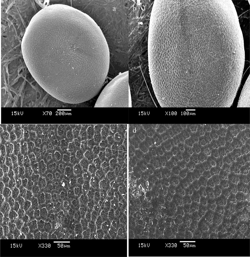 Figure 4: The microscopic structures of the eggshell of B. mori. Control egg (a, b and c); treated egg (d).
