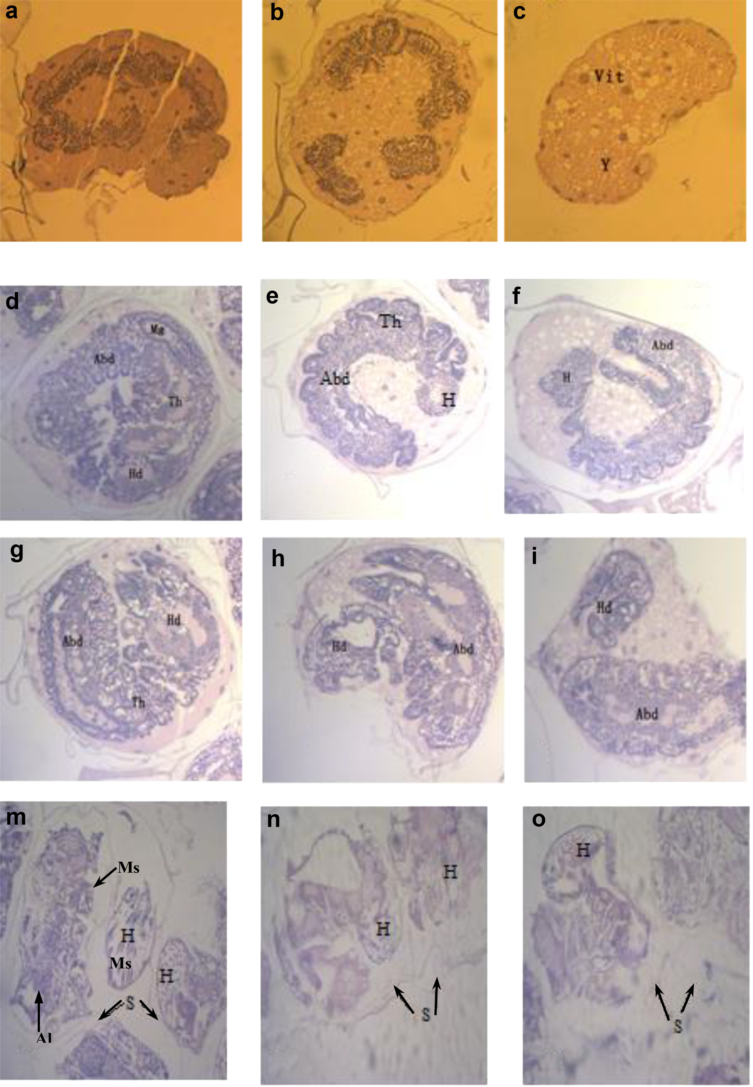 Figure 5: The dynamic development process of embryo of M. separata under light micrograph (200X). Control group (a, d, g and m); treated group (b, c, e, f, h, i, n and o). The first, second, third and fourth horizontal lines represented 1, 2, 3 and 5 days after treatment, respectively. Vit: vitellophage; Y: yolk protein; Hd/H: head; Th: thorax; Abd: abdomen; Mg: midgut; Ms: muscle fiber; S: eggshell; Al: alimentary tract.