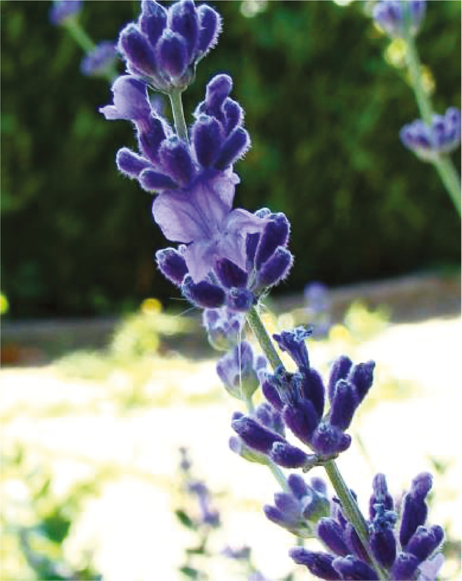 Figure 1: Lavandula latifolia by António Crespí (from http://jb.utad.pt. UTAD Botanical Garden, Digital Flora of Portugal).