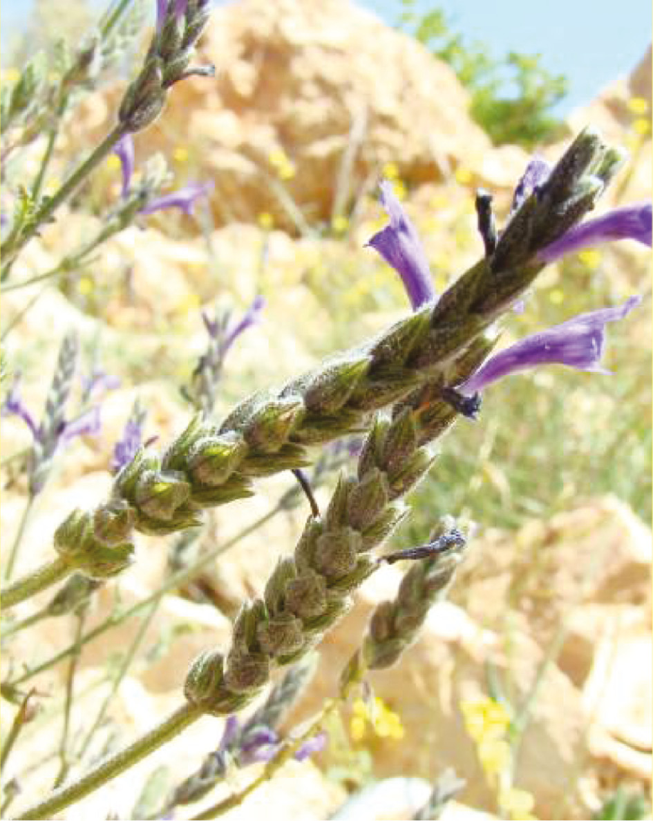 Figure 2: Lavandula multifida (from https://jb.utad.pt. UTAD Botanical Garden, Digital Flora of Portugal).