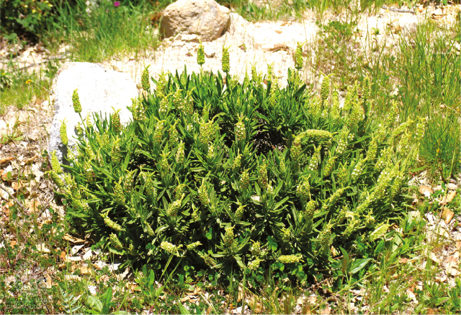 Figure 4: Lavandula viridis from https://jb.utad.pt. Botanical Garden, Flora Digital de Portugal.