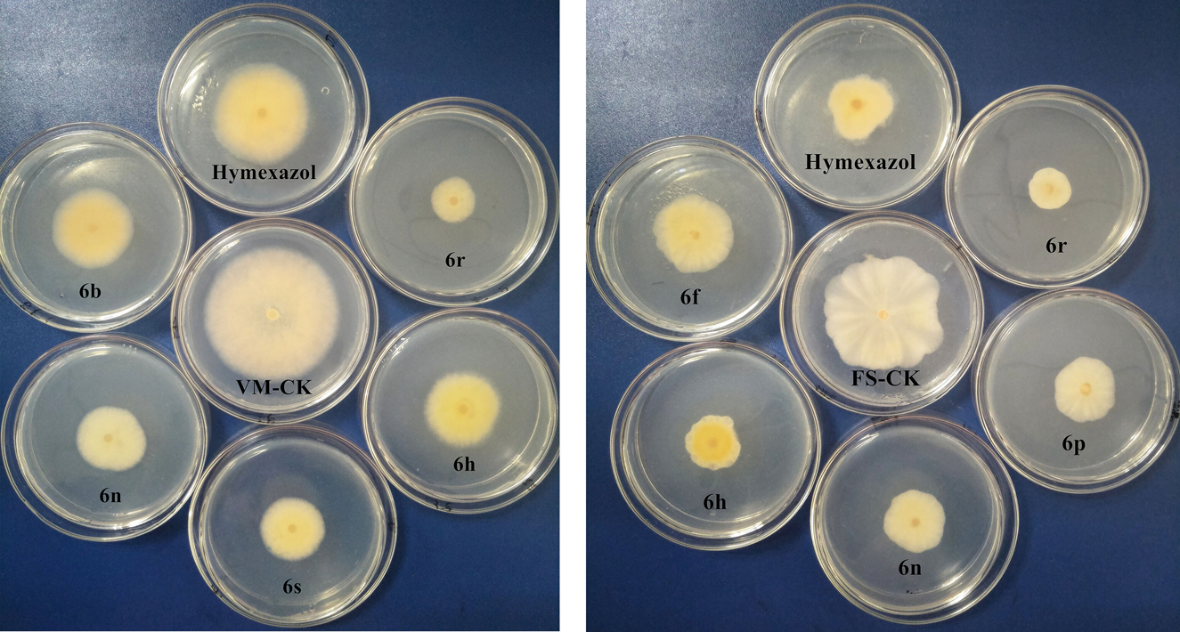 Figure 2: Effects of compounds on the growth of Valsa mali (VM) and Fusarium sulphureum (FS) (CK: blank control group).