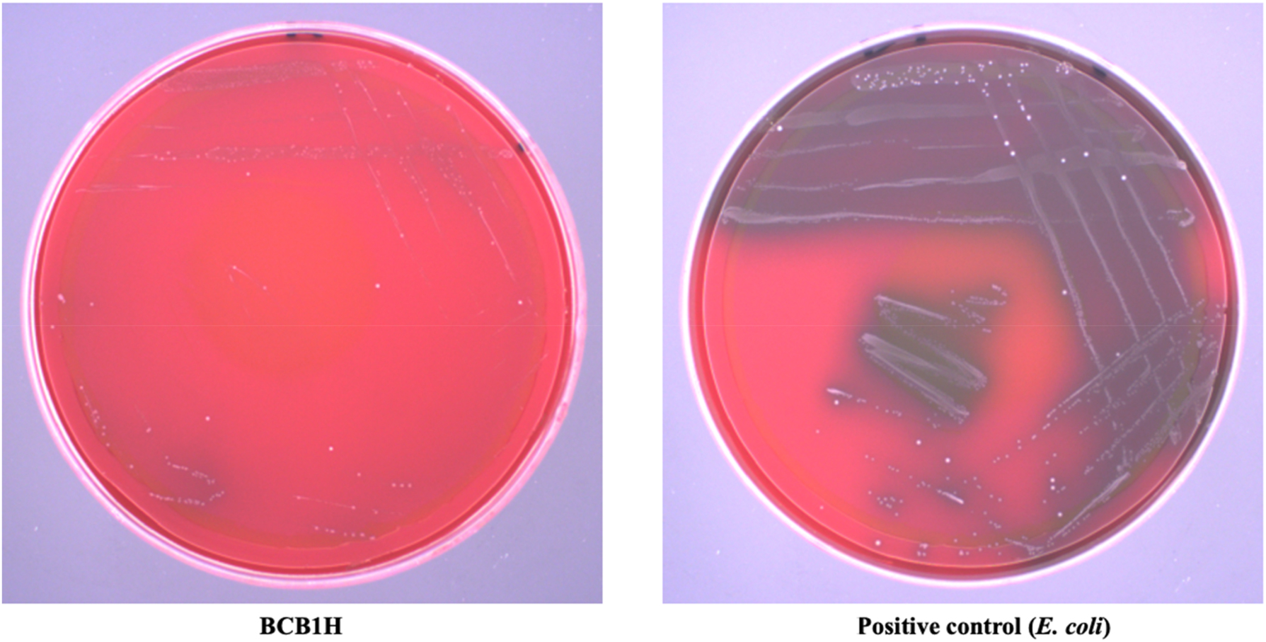 Figure 1: 
The hemolytic activity of BCB1H comparative to positive control (E. coli).
