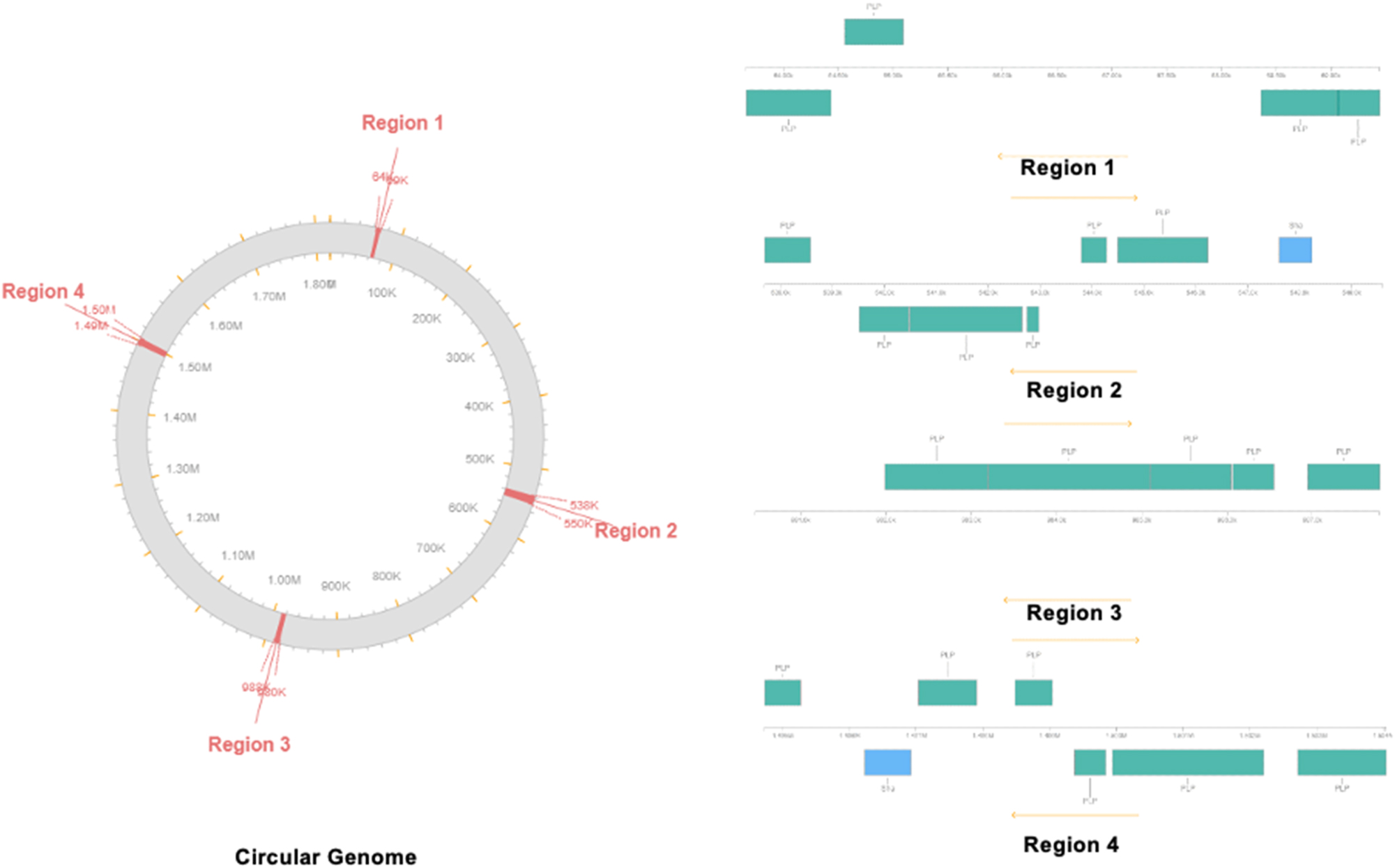 Figure 8: 
Phage site prediction by PHASTER. Circular genome and expanded view of the all four phage sites identified in the genome.
