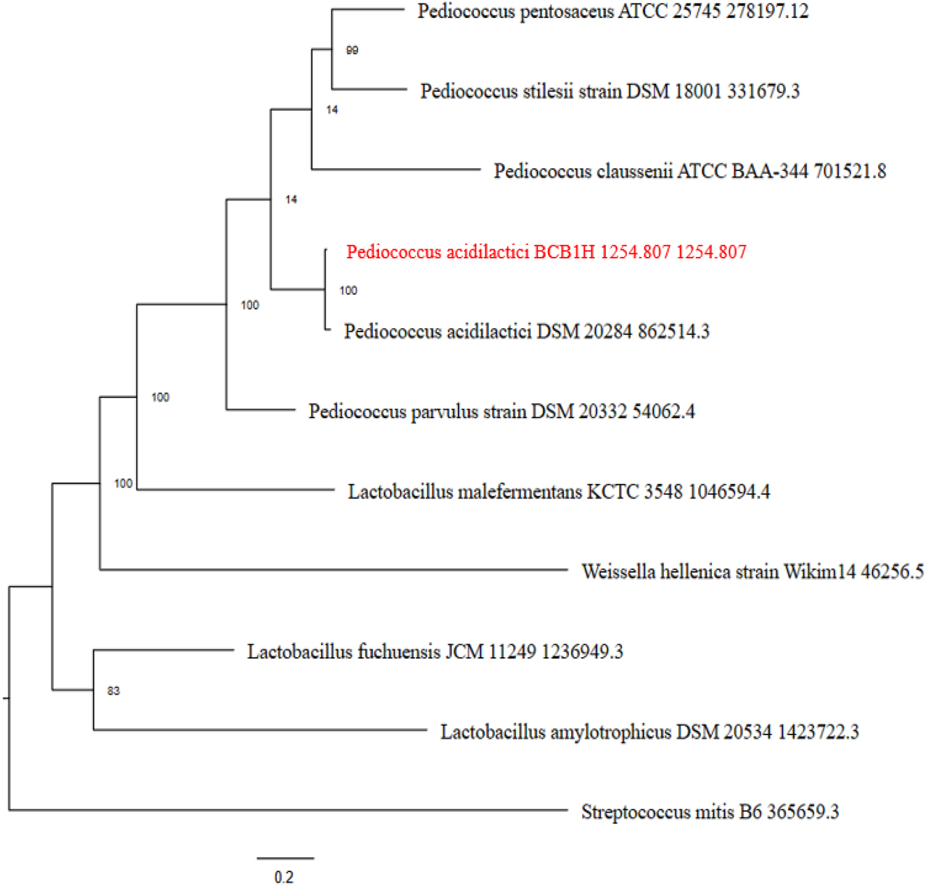 Figure 10: 
The phylogenetic tree of the BCB1H genome representing the maximum likelihood with various strains.
