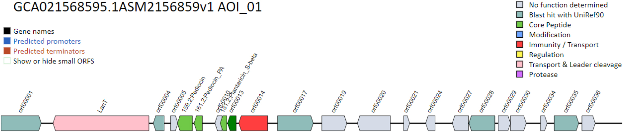 Figure 12: 
Diagrammatic elaboration of the bacteriocin producing genes in BCB1H.
