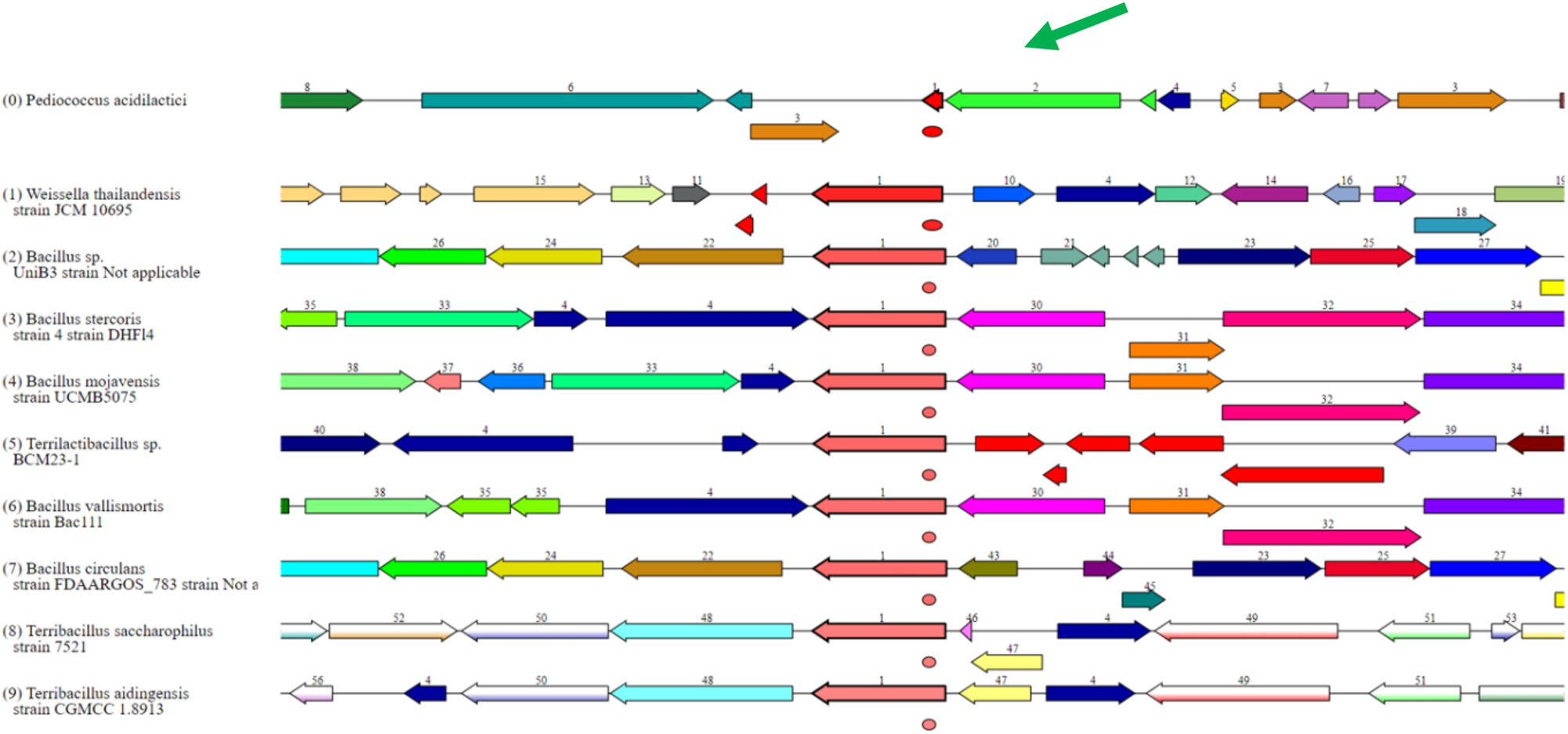 Figure 13: 
The EPS biosynthesis associated gene set in P. acidilactici is highlighted in the green color, comparatively different genomes have been aligned.
