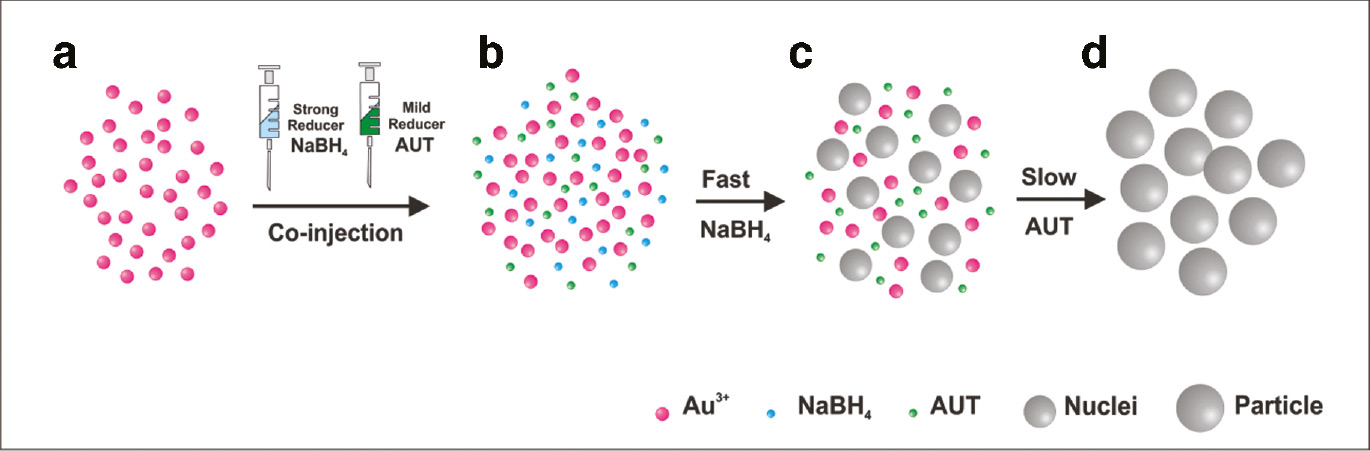 Fig. 1: Reaction scheme of the formation mechanism of Au nanoparticles via a differential reduction synthetic approach. Upon addition of the mixture of both reducers to an aqueous solution of HAuCl4 (a, b) the fast reduction of Au3+ atoms by NaBH4 induces an initial burst nucleation of small nuclei which results in a dramatic decrease in the precursor concentration (c). Then, in the growth stage, AUT acts as both a stabilizing surfactant and a weak reducing agent, which slowly reduces the remaining Au+3-precursor catalyzed by the pre-formed seeds in few hours (d). As a result, it is possible to control the final size of the particles by systematically adjusting the relative ratio of both reducers.