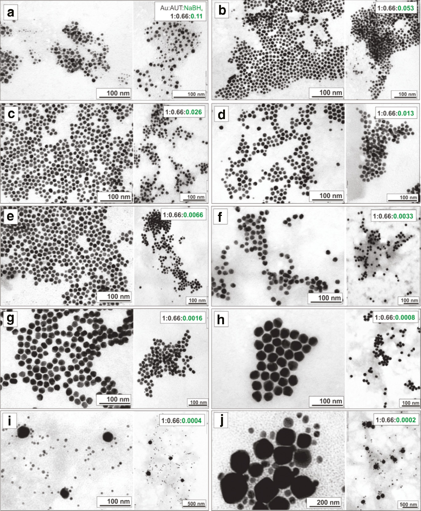 Fig. 2: Morphological (TEM) characterization of Au NPs synthesized with decreased volume fraction of a stock solution of NaBH4 in a fixed molar ratio of the other reagents Au:AUT:NaBH4 1:0.66:X at room temperature. a) X=0.11, b) X=0.053, c) X=0.026, d) X=0.0132, e) X=0.0066, f) X=0.0033, g) X=0.0016, h) X=0.0008, i) X=0.0004, j) X=0.0002.