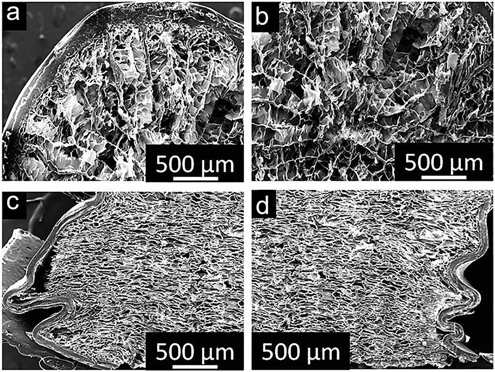 Figure 6: 
Cross-sectional micrographs of a porcupine quill: (a, b) SEM images showing the horizontal cross-section of the quill prior to compression, highlighting its structural integrity. (c, d) SEM images of the vertical cross-section post-compression, revealing deformation patterns and mechanical response. Source:
360
 licensed under CC BY.
