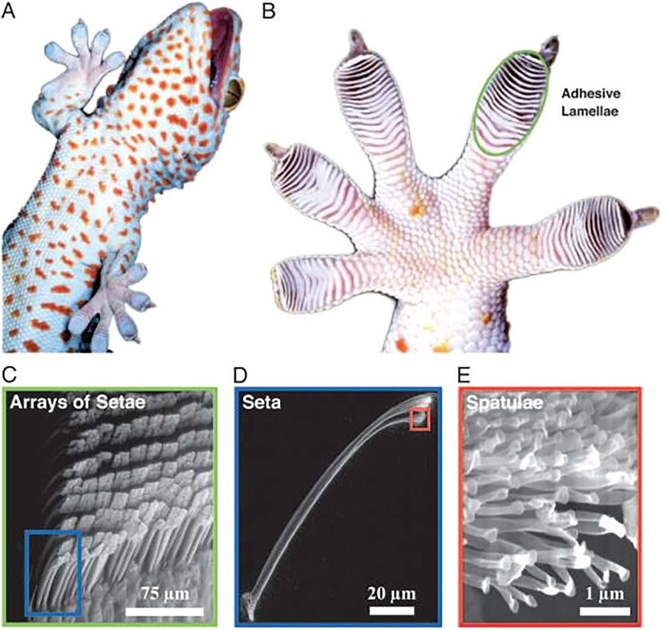 Figure 7: 
Hierarchical structure of the gecko adhesive system. (A) Ventral view of the tokay gecko climbing vertical glass. (B) Ventral view of the foot, with adhesive lamellae visible as overlapping pads. (C) Single lamella, with arrays of setae visible. (D) Single seta with branched structure. (E) Hundreds of spatulae tips reaching out of the seta.
371
 Source:
371
 permission granted. Copyright (2005) National Academy of Sciences, U.S.A.
