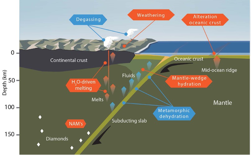 Figure 1 Geodynamics of hydration/dehydration. The orange labels refer to processes of hydration and water sequestration in rocks and magmas, whereas the blue labels refer to processes of dehydration or water release from rocks and magmas. Modified after Figure 1 in Li et al. (2019) by Josh Wood/Deep Carbon Observatory.
