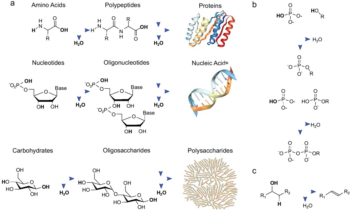 Figure 2 Examples of important biochemical dehydration reactions. Reactions are depicted as schema intended to highlight the dehydration reaction and not as a strict representation of the cellular processes, which both involve enzymes and activating chemistries. (a) Anabolic dehydration reactions are responsible for the formation of each of the three major classes of biopolymers (proteins, nucleic acids, polysaccharides). The converse hydration reactions are used for the breakdown of these polymers in catabolic metabolism. (b) Phosphorylation and polyphosphorylation are dehydration reactions critical for activating other biochemical reactions, as well as cellular regulation. (c) Vicinal dehydration and hydration reactions are crucial in core metabolism.
