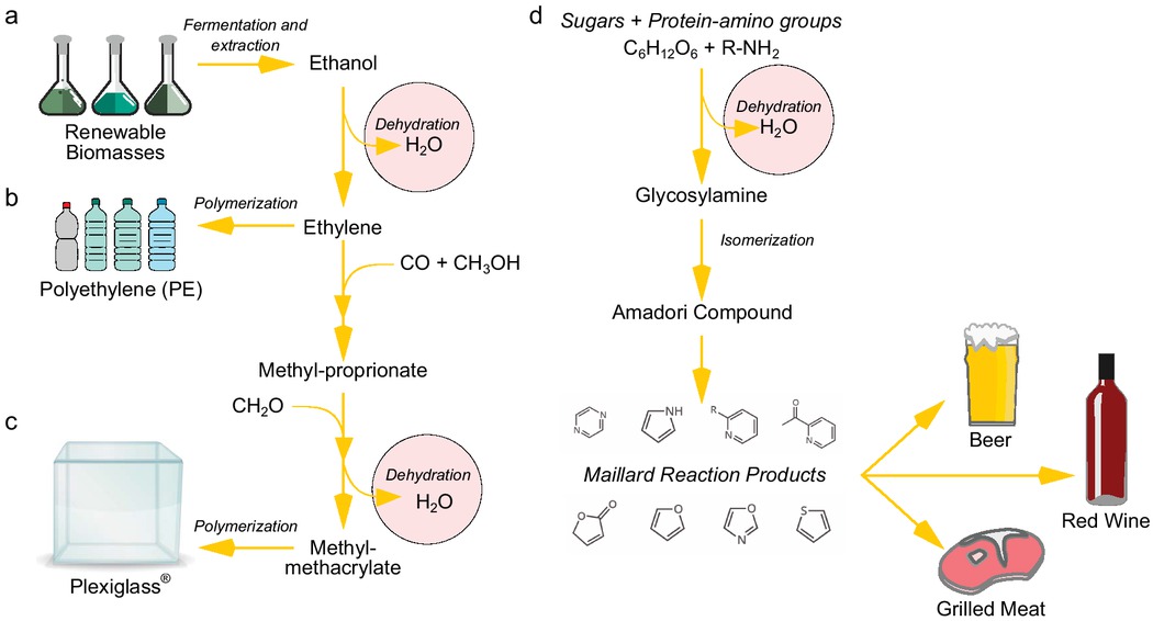 Figure 3 Examples of dehydration reactions in everyday life. (a–c) Pathway of industrial production of polyethylene plastic (b) and Plexiglass (c) through dehydration of bioethanol and methyl-propionate. Ethanol can be produced from renewable biomasses through fermentation (a). Following a dehydration reaction, ethanol can be converted in ethylene (b), which can be used for bioplastic production. Ethylene can be further processed to become methyl-propionate and later methyl-methacrylate through a series of reactions that include a key dehydration step. The MMA (c) becomes the precursor for the industrial production of Plexiglass. (d) Simplified reaction pathway of the Maillard reaction. The first step is a dehydration reaction involving carbohydrates and the amine groups of proteins to form glycosylamine. The diversity of Maillard reaction products obtained is responsible for the flavor in a large number of food and beverages including beer, wine, and grilled meat.