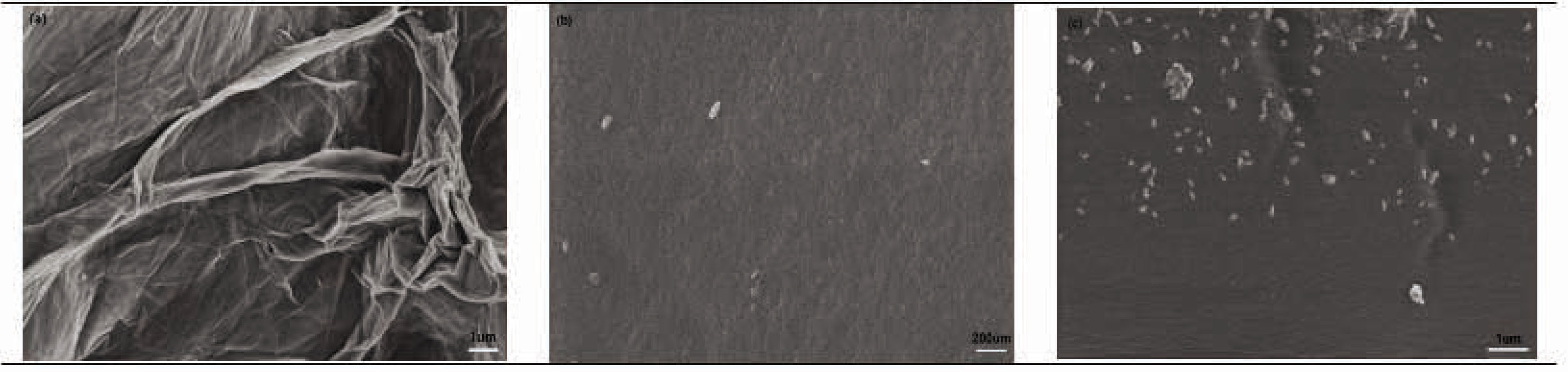 Figure 1 SEM images of the three samples: (A) surface of the GO, (B) surface of the CSF/HACC film, and (C) CSF/HACC/GO 0.8 wt% composite film.