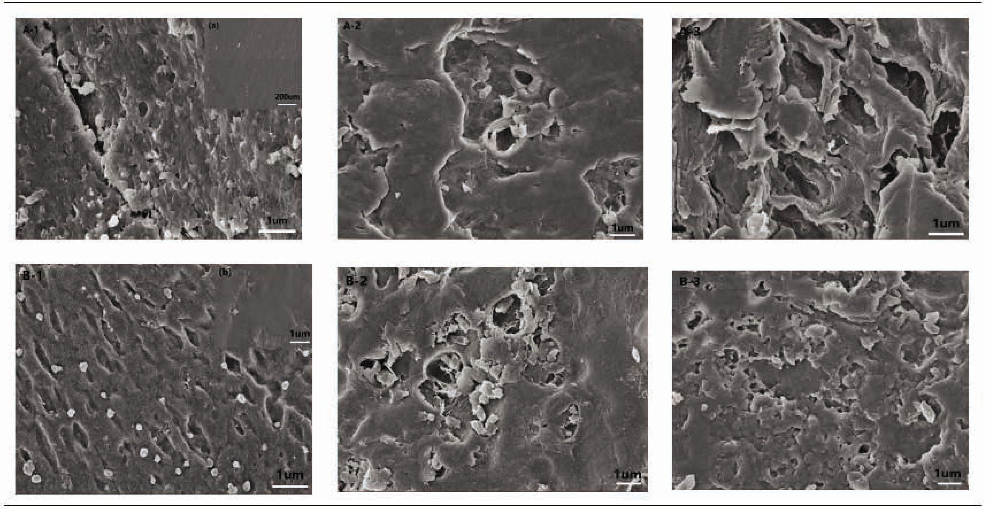 Figure 8 SEM images of CSF/HACC/GO films after incubation for 5, 7, and 21 days in protease-XIV solution. (A-1–A-3) the CSF/HACC films were degraded for 5, 7, and 21 days in protease-XIV solution, (B-1–B-3) the CSF/HACC/GO films were degraded for 5, 7, and 21 days in protease-XIV solution. (A) SEM images of the CSF/HACC films before degradation and (B) SEM images of the CSF/HACC/GO films before degradation.