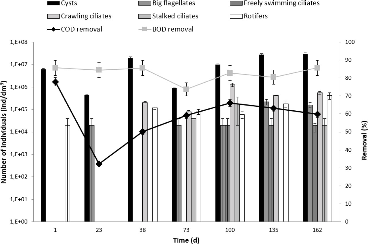 Figure 7 Abundance of cysts, living forms of microorganisms, and organic carbon compounds removal efficiency (Chamber 2).